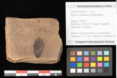 Foto (Objekt + Etikett) von Quercus palaeoilex Ettingshausen (NHMW-GEO-2024-0188-0920)